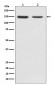 FGFR2 Antibody